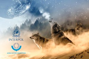 HLS.Today INTERPOL and WCO Combat Illegal Wildlife and Timber Trade Crimes